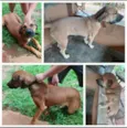Estrela e Paçoca