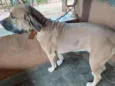 Estrela e Paçoca