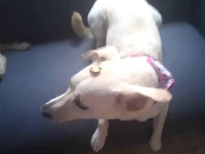 Cachorro raça SRN idade 2 anos nome Lola