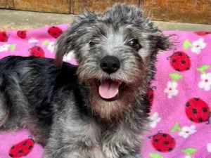Cachorro raça SRD Sem Raça Definda  idade 2 a 6 meses nome Pepita