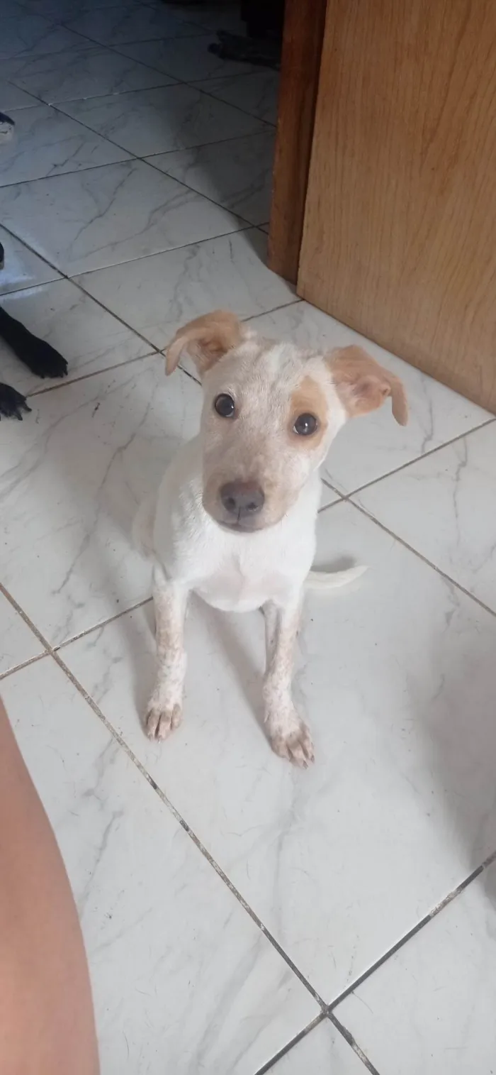 Cachorro ra a SRD idade 7 a 11 meses nome Paçoca 