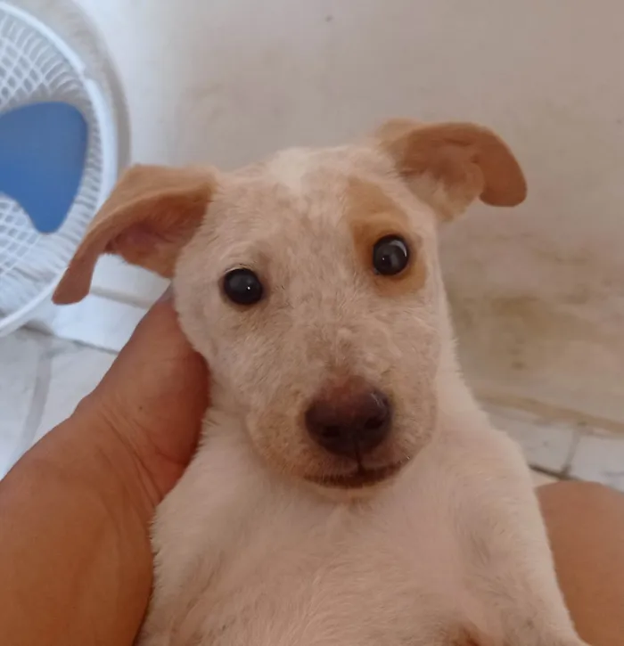 Cachorro ra a SRD idade 7 a 11 meses nome Paçoca 