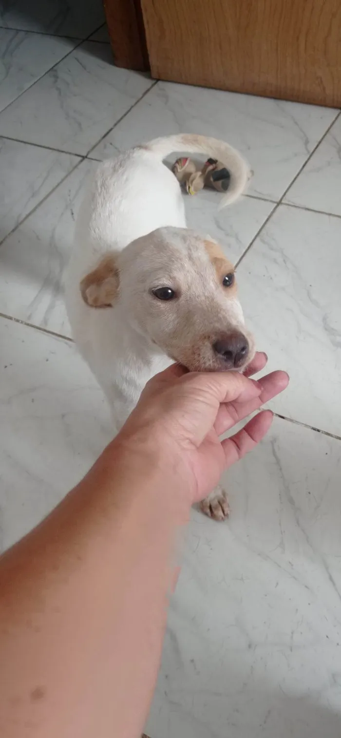 Cachorro ra a SRD idade 7 a 11 meses nome Paçoca 