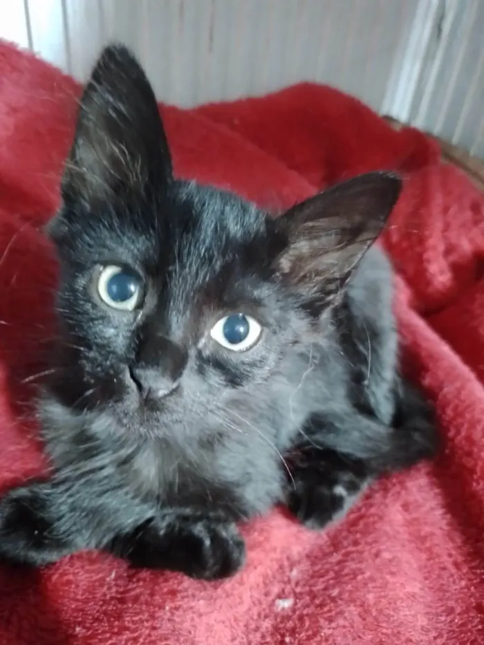 Gato ra a SRD-ViraLata idade 2 a 6 meses nome Zara
