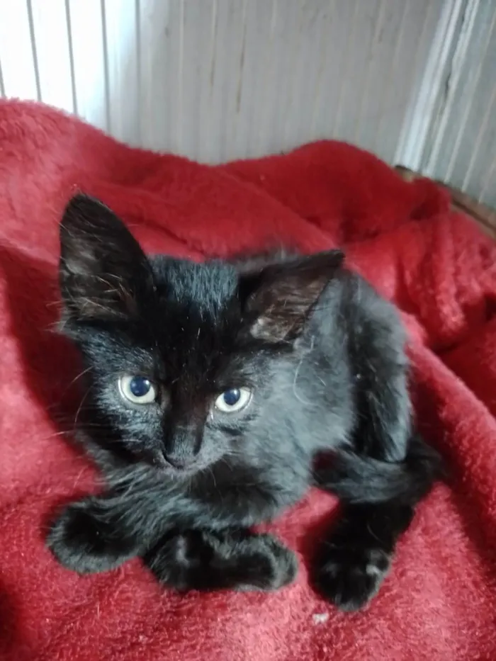 Gato ra a SRD-ViraLata idade 2 a 6 meses nome Zara