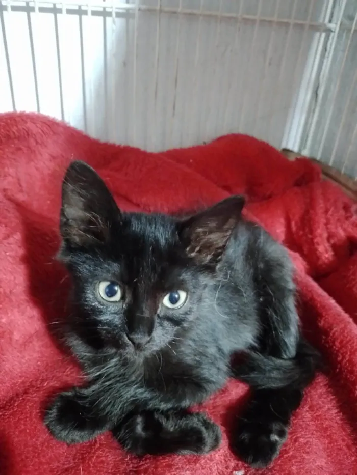 Gato ra a SRD-ViraLata idade 2 a 6 meses nome Zara
