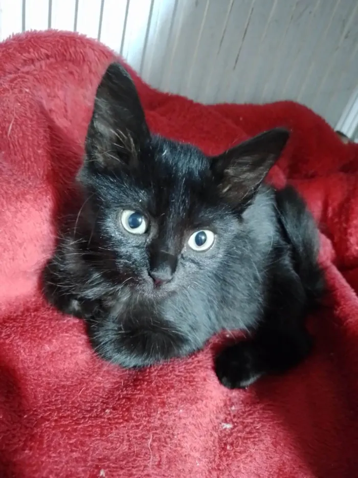 Gato ra a SRD-ViraLata idade 2 a 6 meses nome Zara