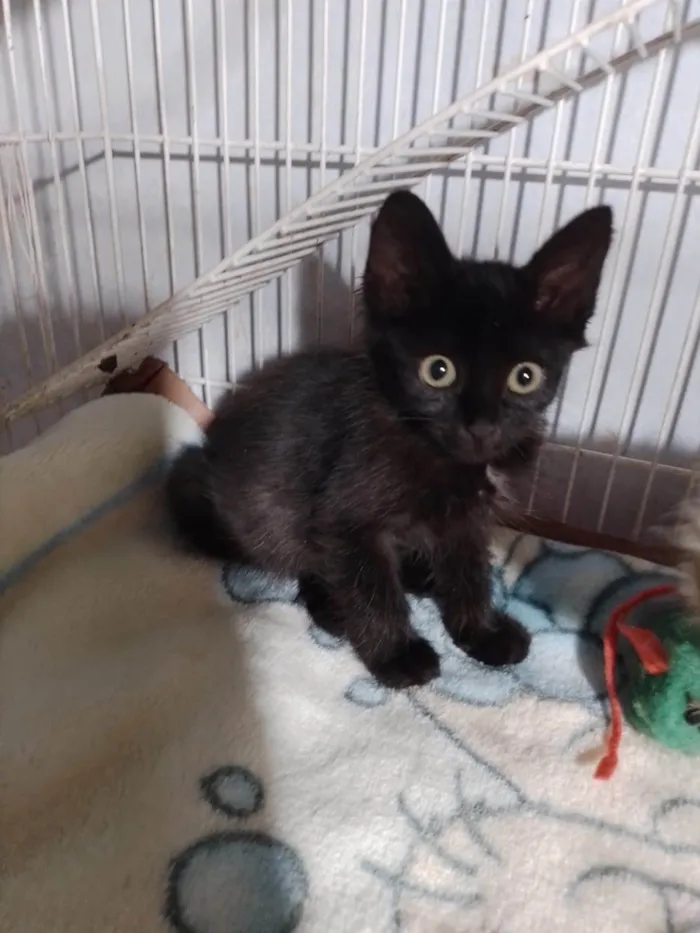 Gato ra a SRD-ViraLata idade 2 a 6 meses nome Zara