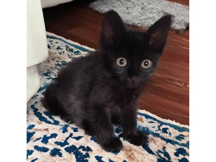 Gato ra a SRD-ViraLata idade 2 a 6 meses nome Zara