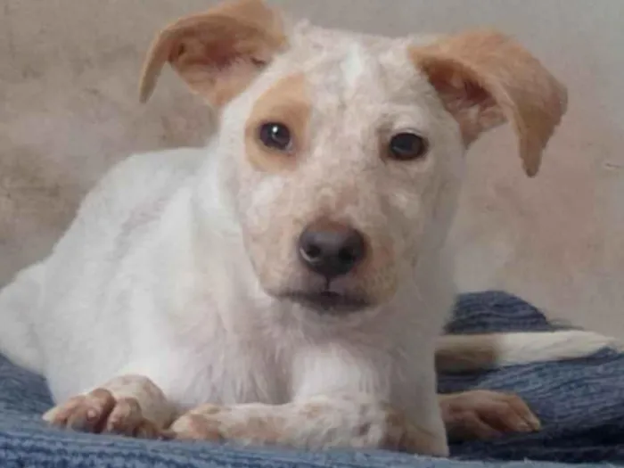 Cachorro ra a SRD idade 7 a 11 meses nome Paçoca 