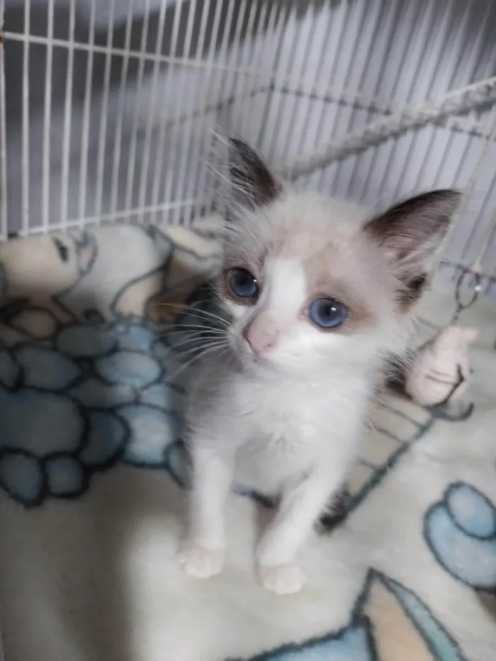 Gato ra a SRD-ViraLata idade Abaixo de 2 meses nome Candy