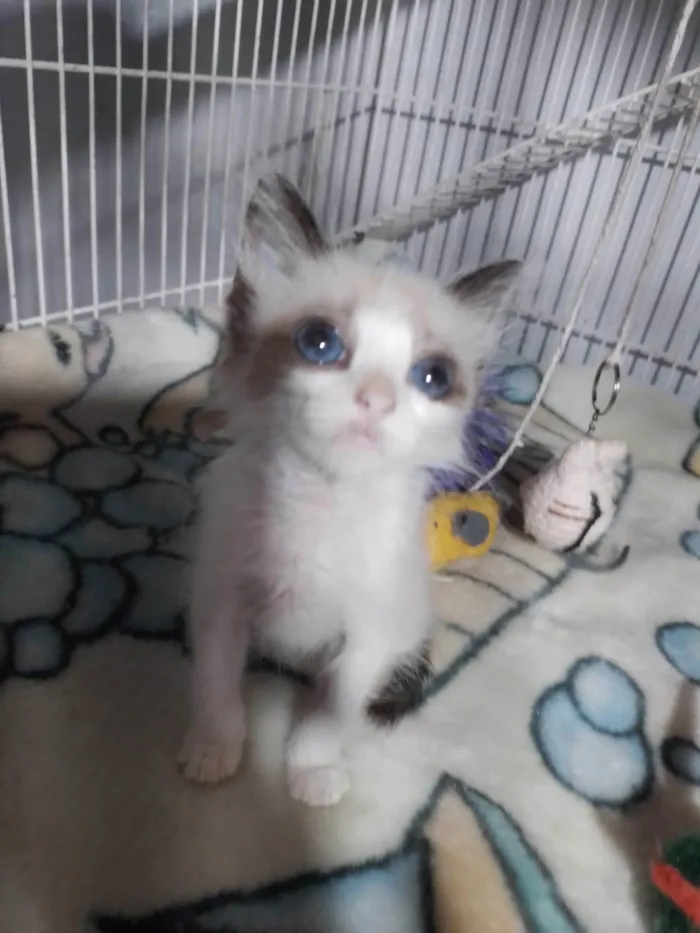 Gato ra a SRD-ViraLata idade Abaixo de 2 meses nome Candy
