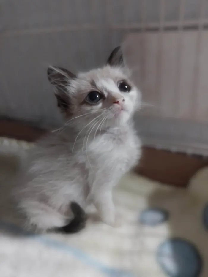 Gato ra a SRD-ViraLata idade Abaixo de 2 meses nome Candy