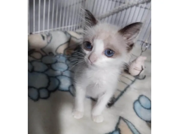 Gato ra a SRD-ViraLata idade Abaixo de 2 meses nome Candy
