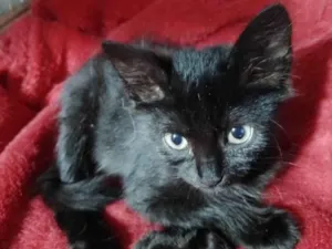 Gato raça SRD-ViraLata idade 2 a 6 meses nome Zara