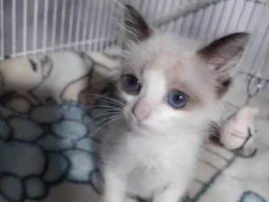 Gato raça SRD-ViraLata idade Abaixo de 2 meses nome Candy