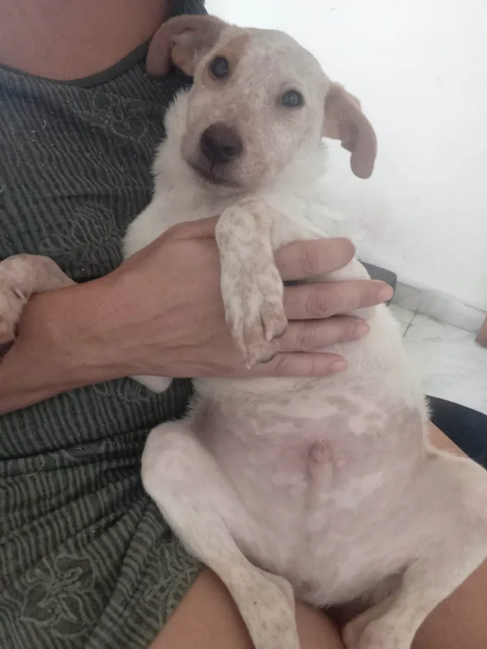 Cachorro ra a SRD idade 7 a 11 meses nome Paçoca 