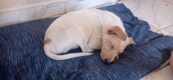 Cachorro ra a SRD idade 7 a 11 meses nome Paçoca 