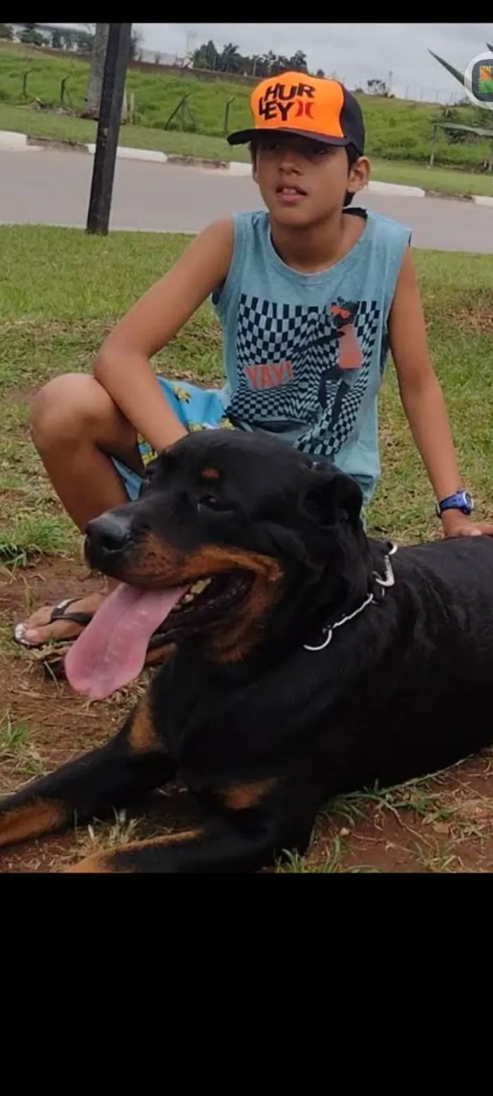 Cachorro ra a Rottweiler idade 5 anos nome Estela