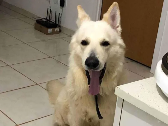 Cachorro ra a Pastor Suíço idade 4 anos nome Rick