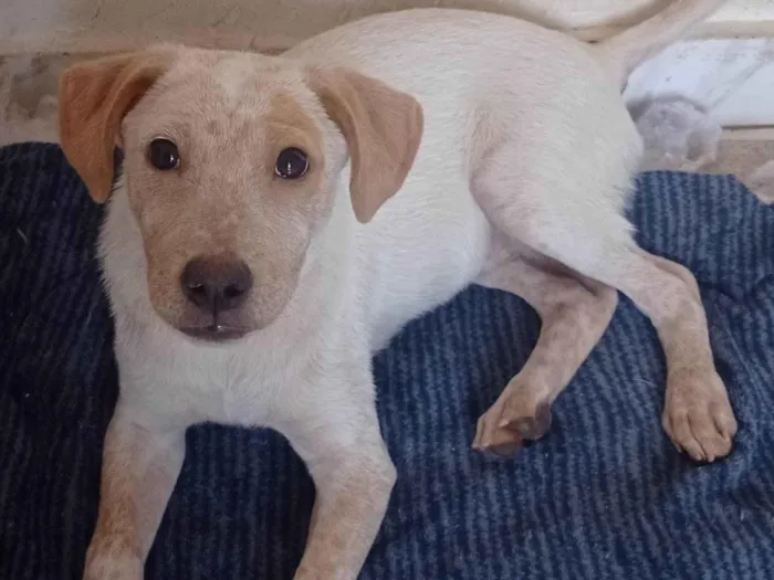 Cachorro ra a SRD idade 7 a 11 meses nome Paçoca 