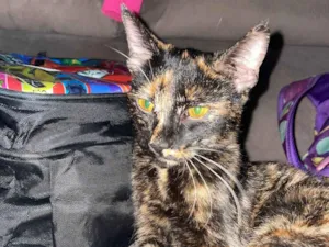 Gato raça Sem raça def idade 2 a 6 meses nome Escaminha