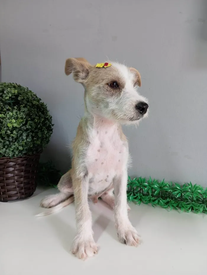 Cachorro ra a SRD-ViraLata idade 2 a 6 meses nome Nico