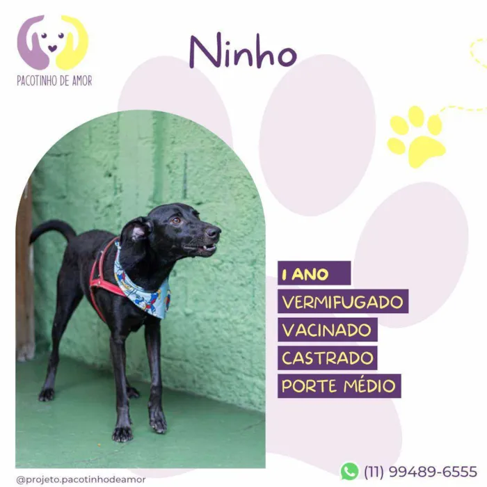 Cachorro ra a SRD-ViraLata idade 1 ano nome Ninho