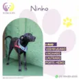 Ninho