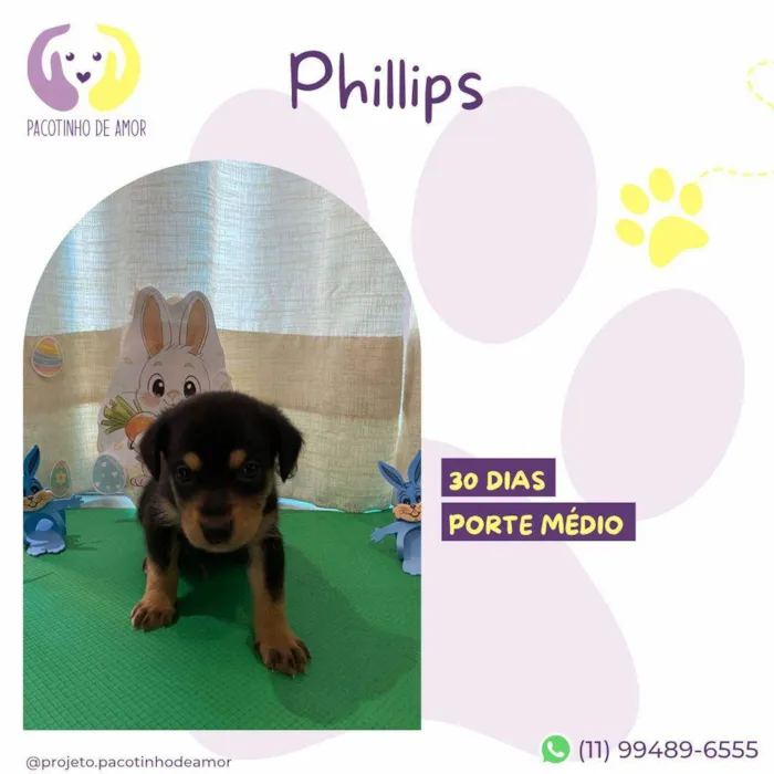 Cachorro ra a SRD-ViraLata idade Abaixo de 2 meses nome Philips