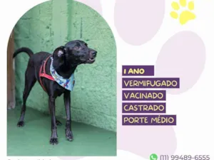 Cachorro raça SRD-ViraLata idade 1 ano nome Ninho
