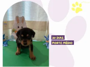 Cachorro raça SRD-ViraLata idade Abaixo de 2 meses nome Phoebe