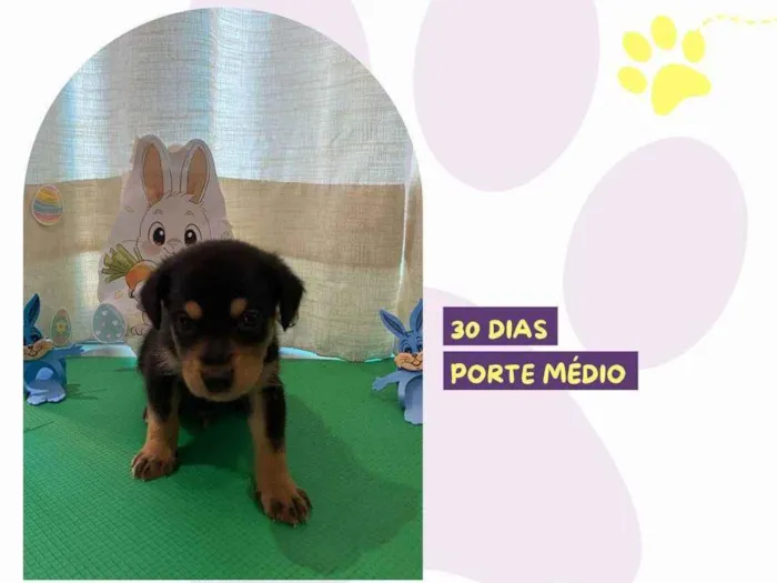 Cachorro ra a SRD-ViraLata idade Abaixo de 2 meses nome Phoebe