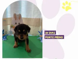 Cachorro raça SRD-ViraLata idade Abaixo de 2 meses nome Philips