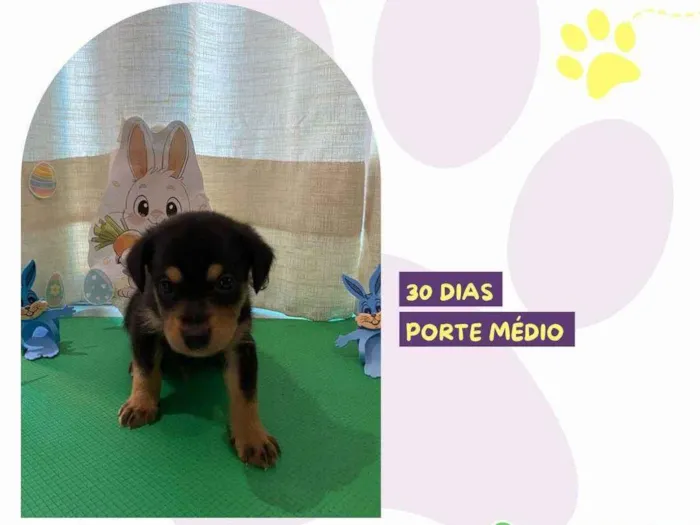 Cachorro ra a SRD-ViraLata idade Abaixo de 2 meses nome Philips
