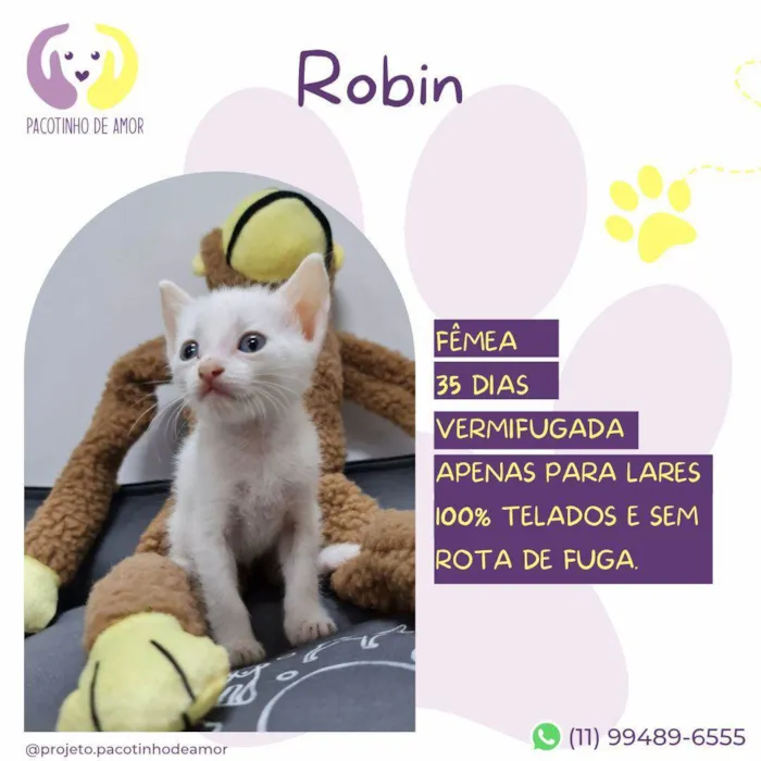 Gato ra a SRD-ViraLata idade Abaixo de 2 meses nome Robin