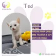 Ted