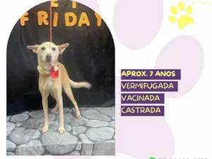 Cachorro raça SRD-ViraLata idade 7 a 11 meses nome Princesa