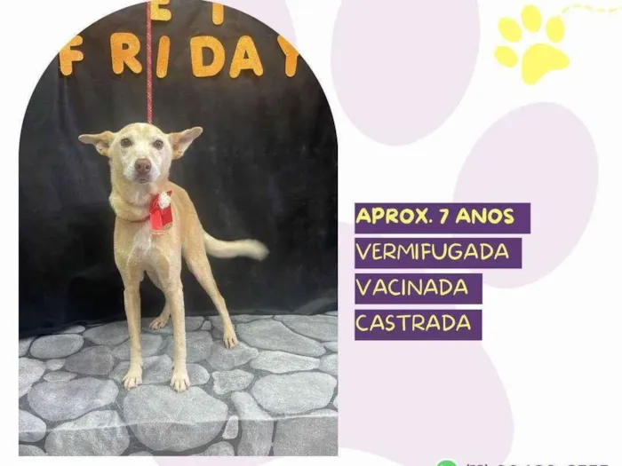 Cachorro ra a SRD-ViraLata idade 7 a 11 meses nome Princesa