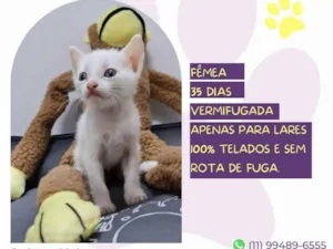 Gato raça SRD-ViraLata idade Abaixo de 2 meses nome Robin