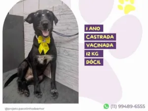 Cachorro raça SRD-ViraLata idade 1 ano nome Susy