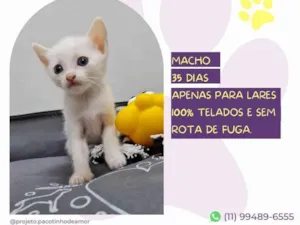 Gato raça SRD-ViraLata idade Abaixo de 2 meses nome Ted