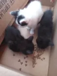 Gatos filhotes