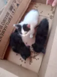 Gatos filhotes