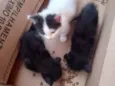 Gatos filhotes