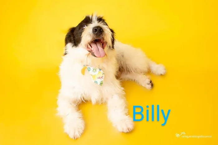 Cachorro ra a SRD-ViraLata idade 1 ano nome Billy Noel 
