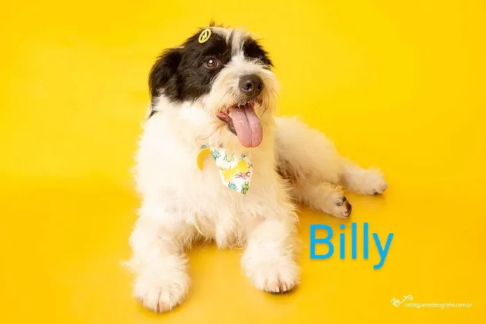 Cachorro ra a SRD-ViraLata idade 1 ano nome Billy Noel 
