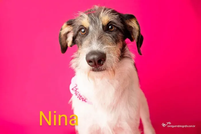 Cachorro ra a SRD-ViraLata idade 7 a 11 meses nome Nina