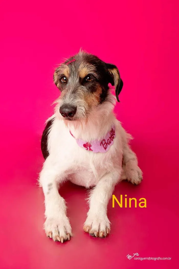 Cachorro ra a SRD-ViraLata idade 7 a 11 meses nome Nina
