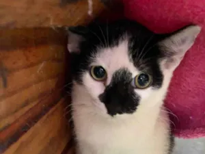 Gato raça SRD-Super RonRon Delicioso idade 2 a 6 meses nome Kalvin